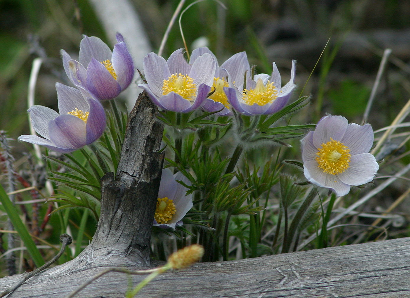 Anemone