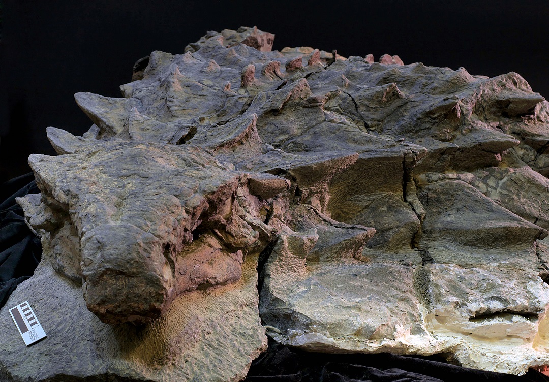 Borealopelta