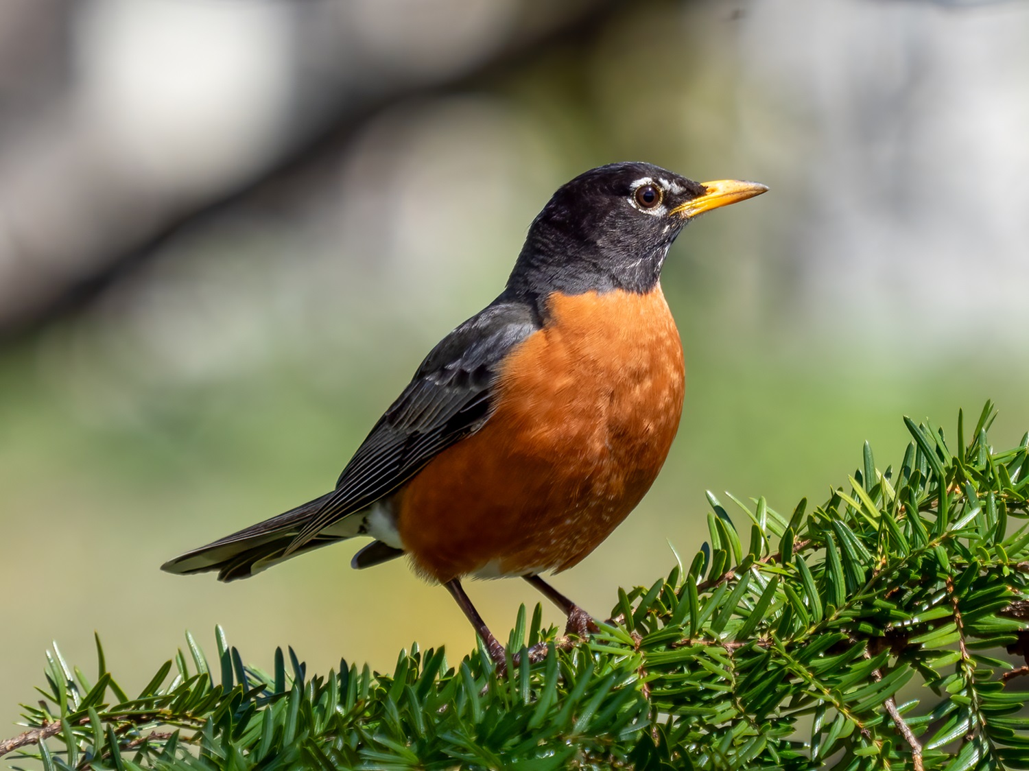 Adult robin.