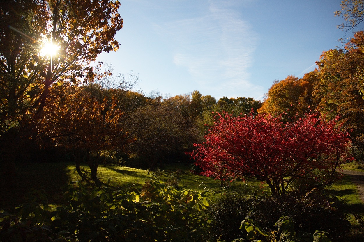 Tree leaves changing colours.