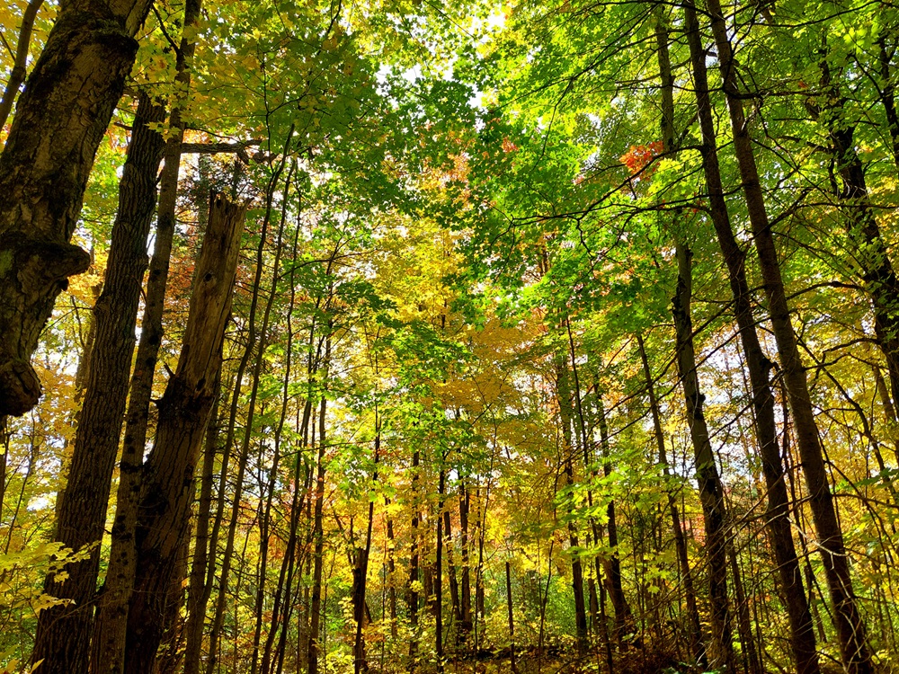 Couleurs de l’automne