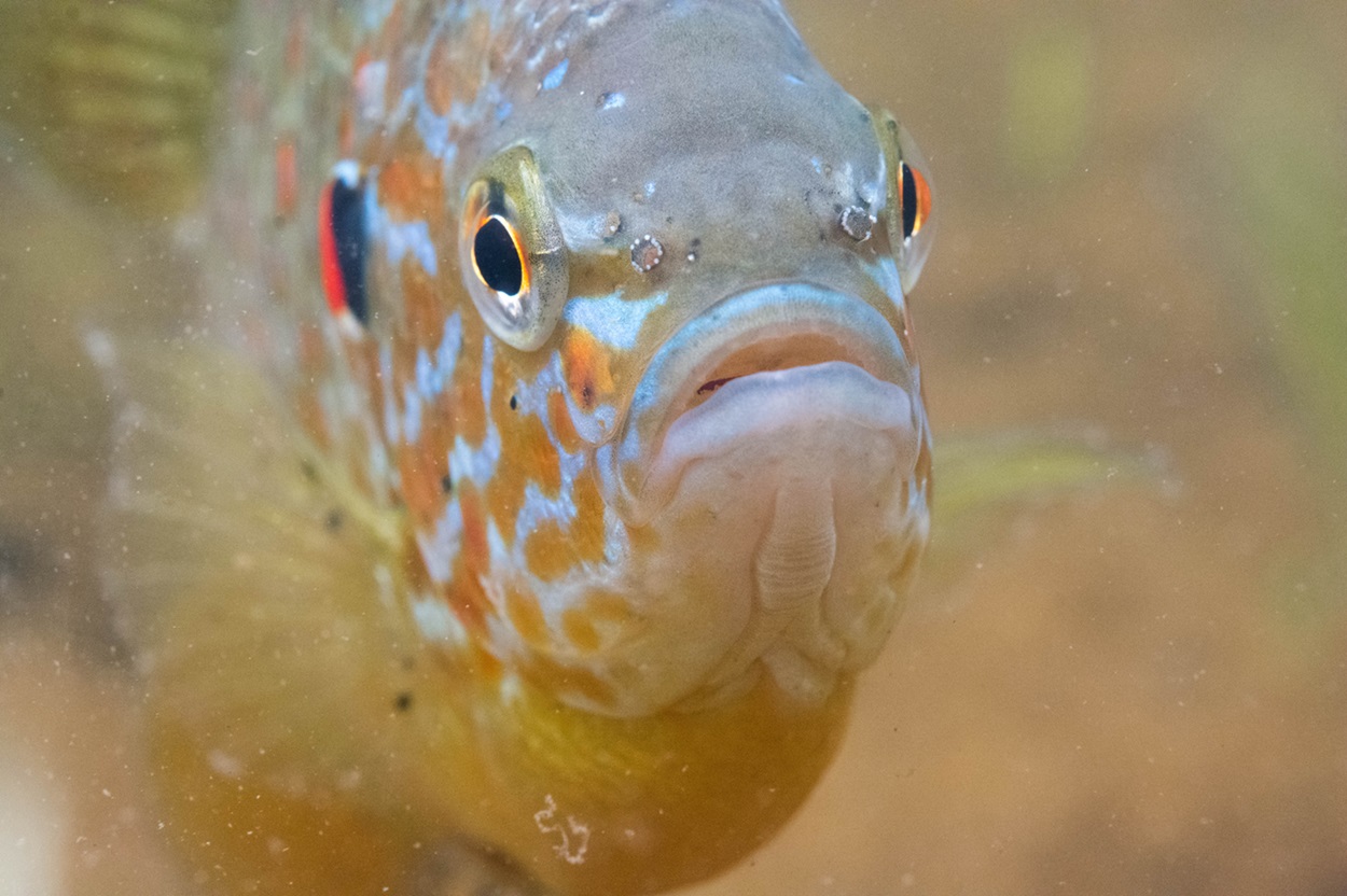 Fish facing the camera.