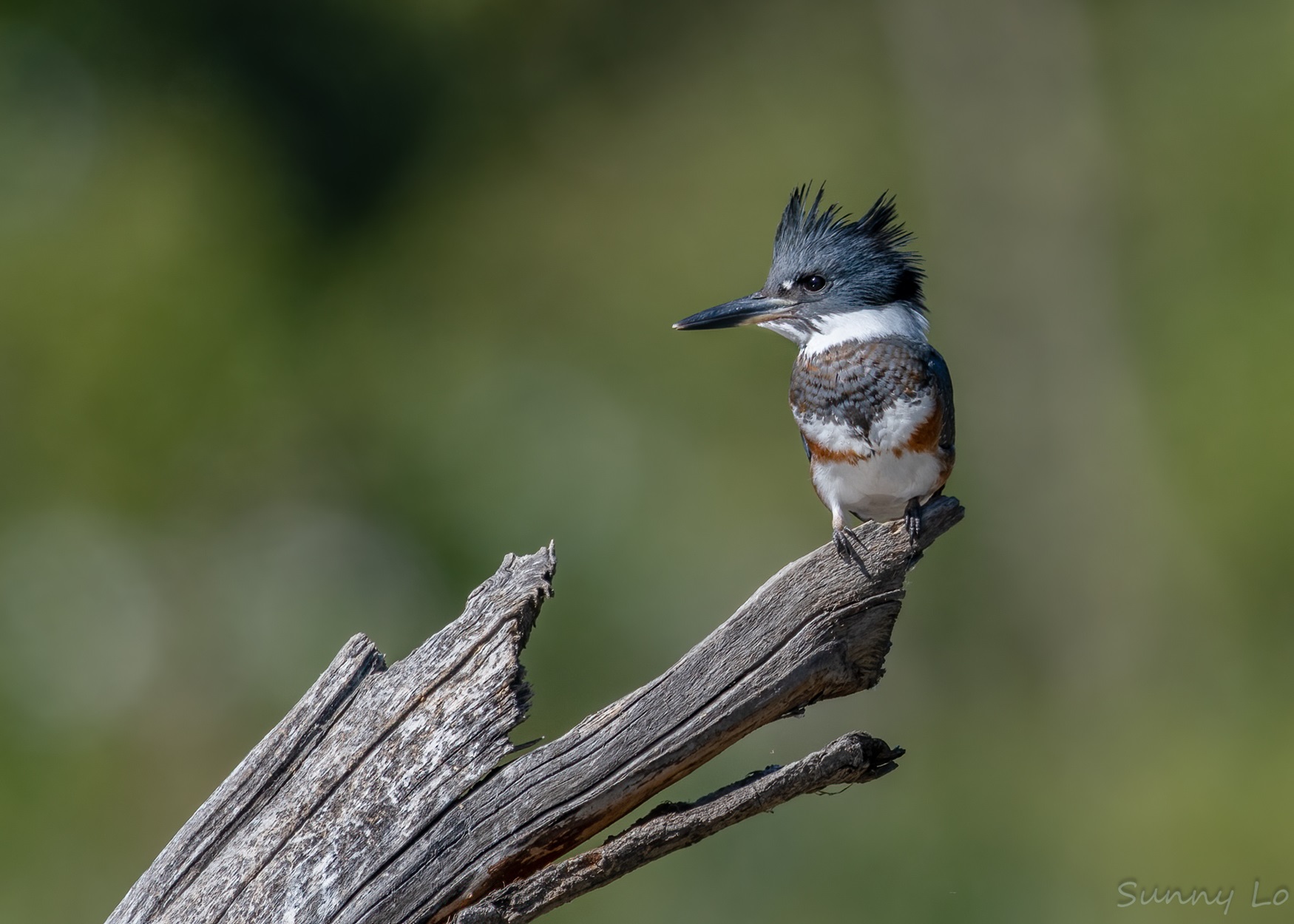 Blue, white and red bird with large crest.