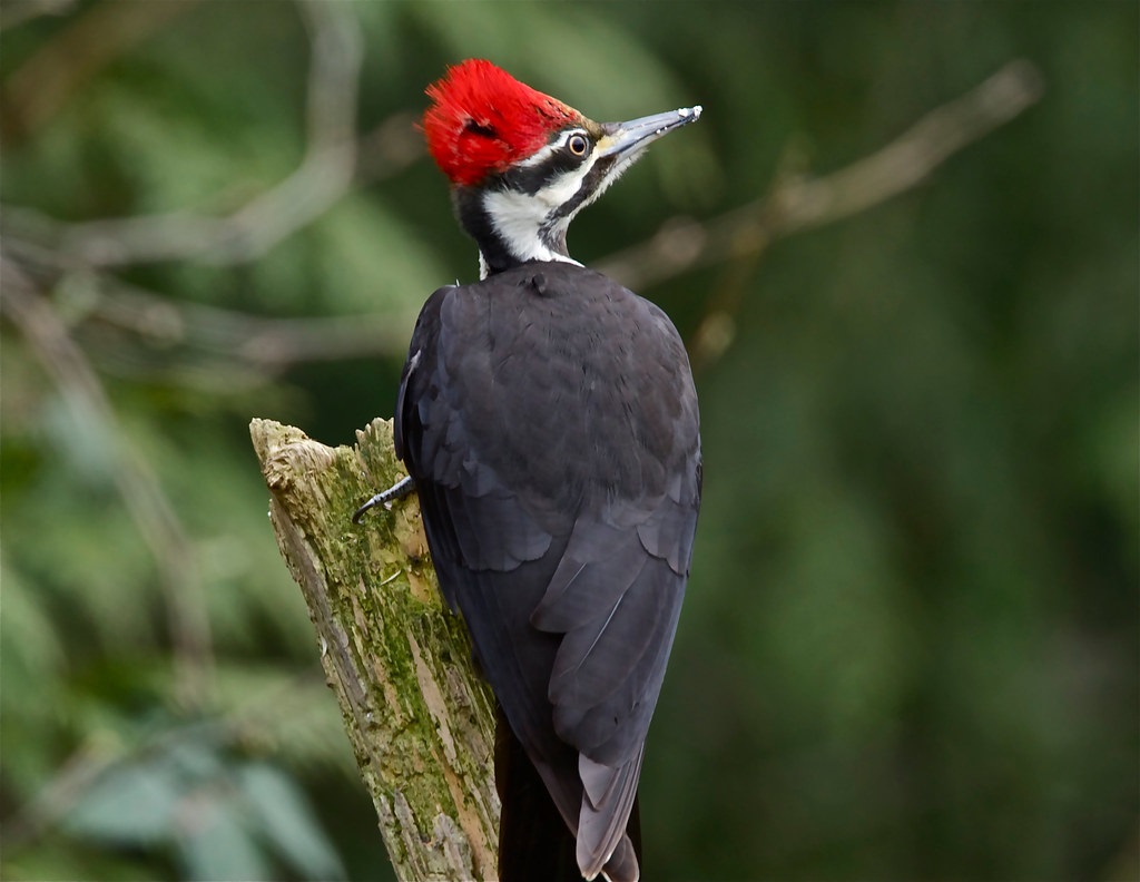 Black and white bird with bright red crest.