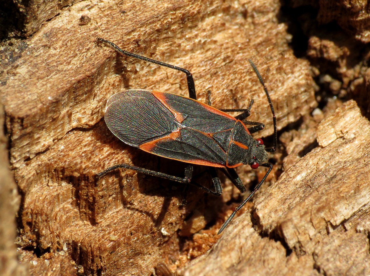 Black and red bug on bark.