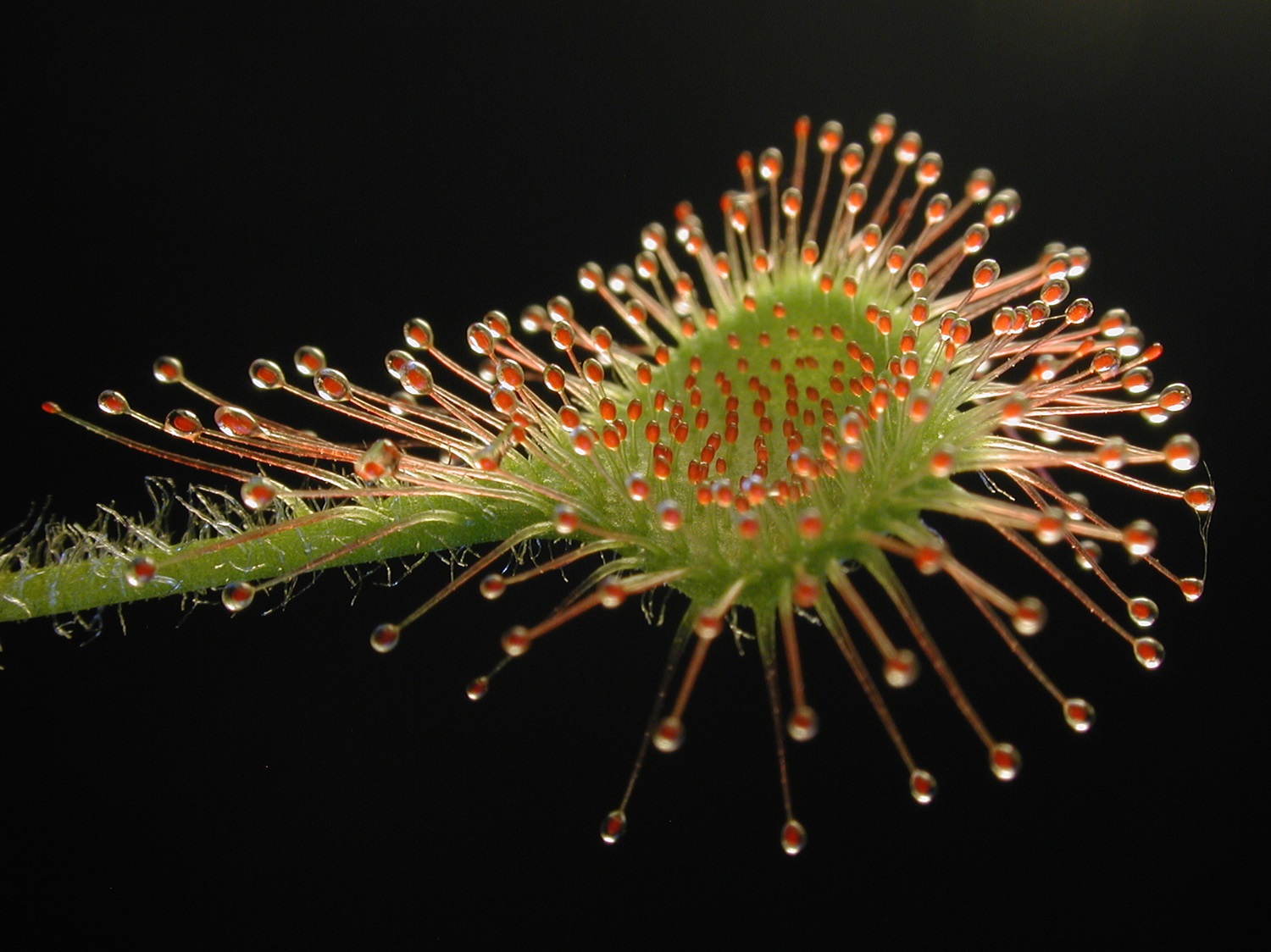 Round-leaved sundew against black background.