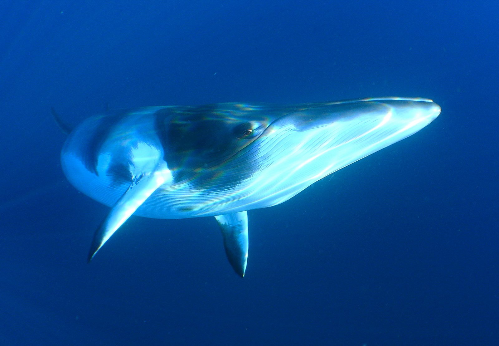 Underwater photograph of a minke whale.