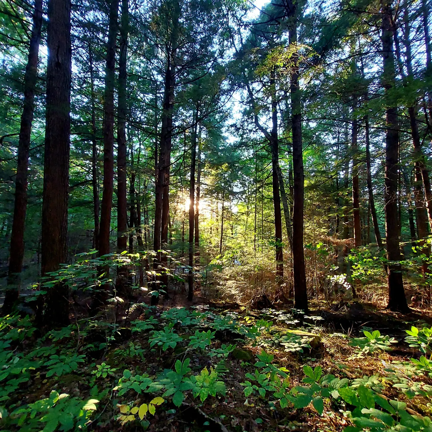 Light in a forest.