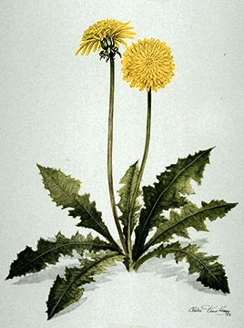 Dandelion