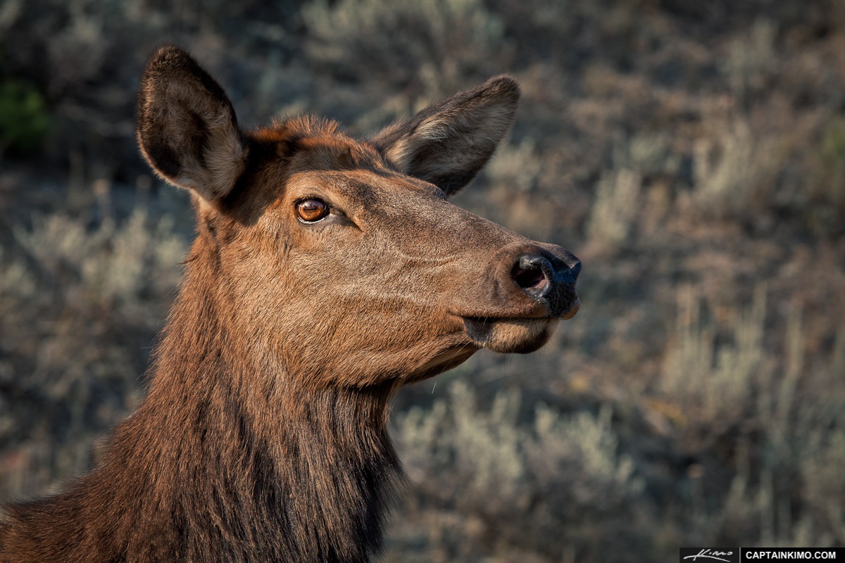 Close-up of female elk.