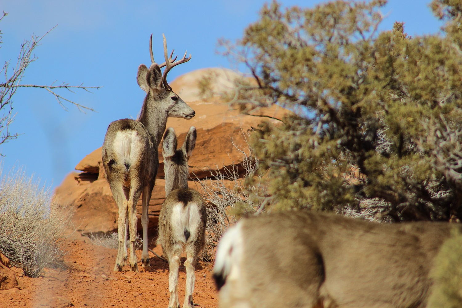 Herd of mule deer.