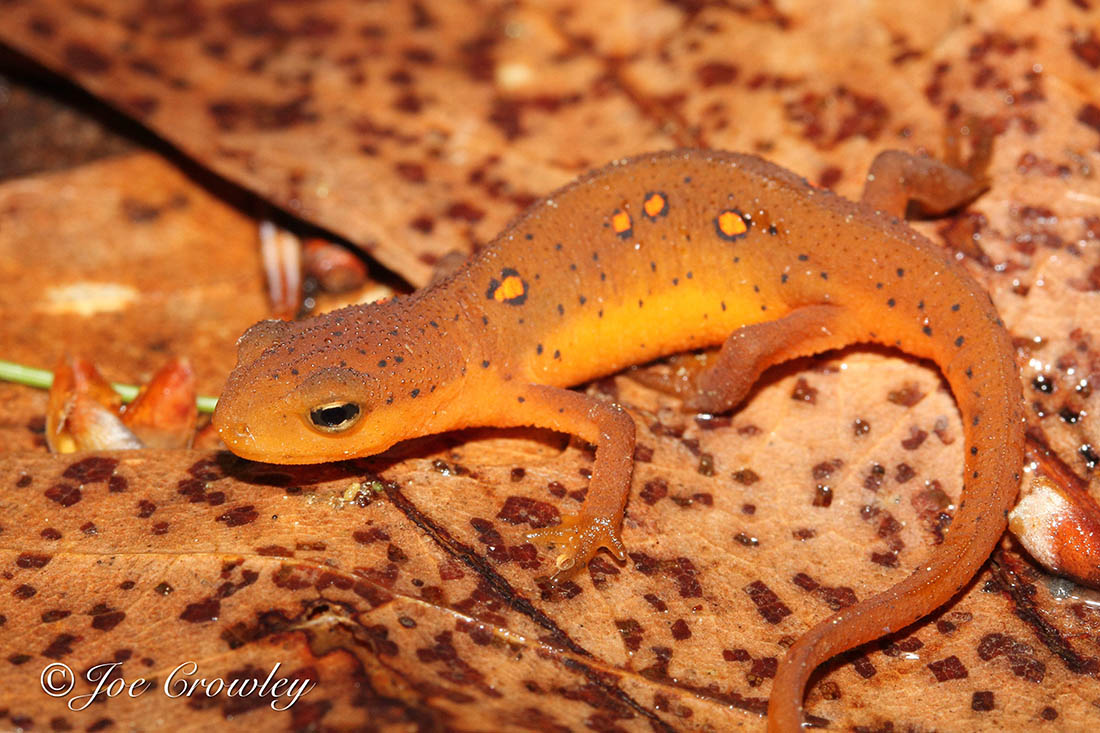 Small newt on dead, fallen leaves.