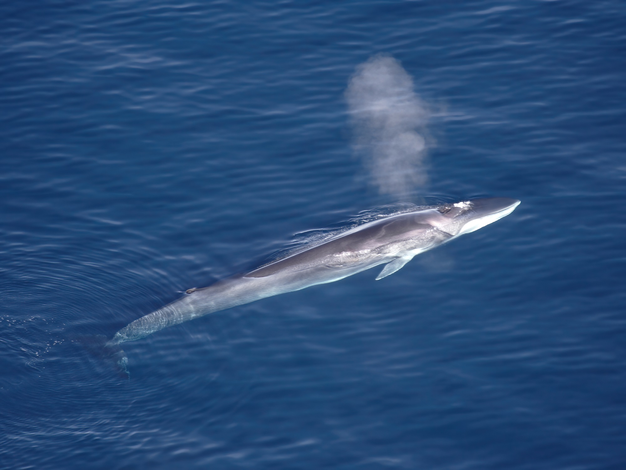 Aerial shot of fin whale.