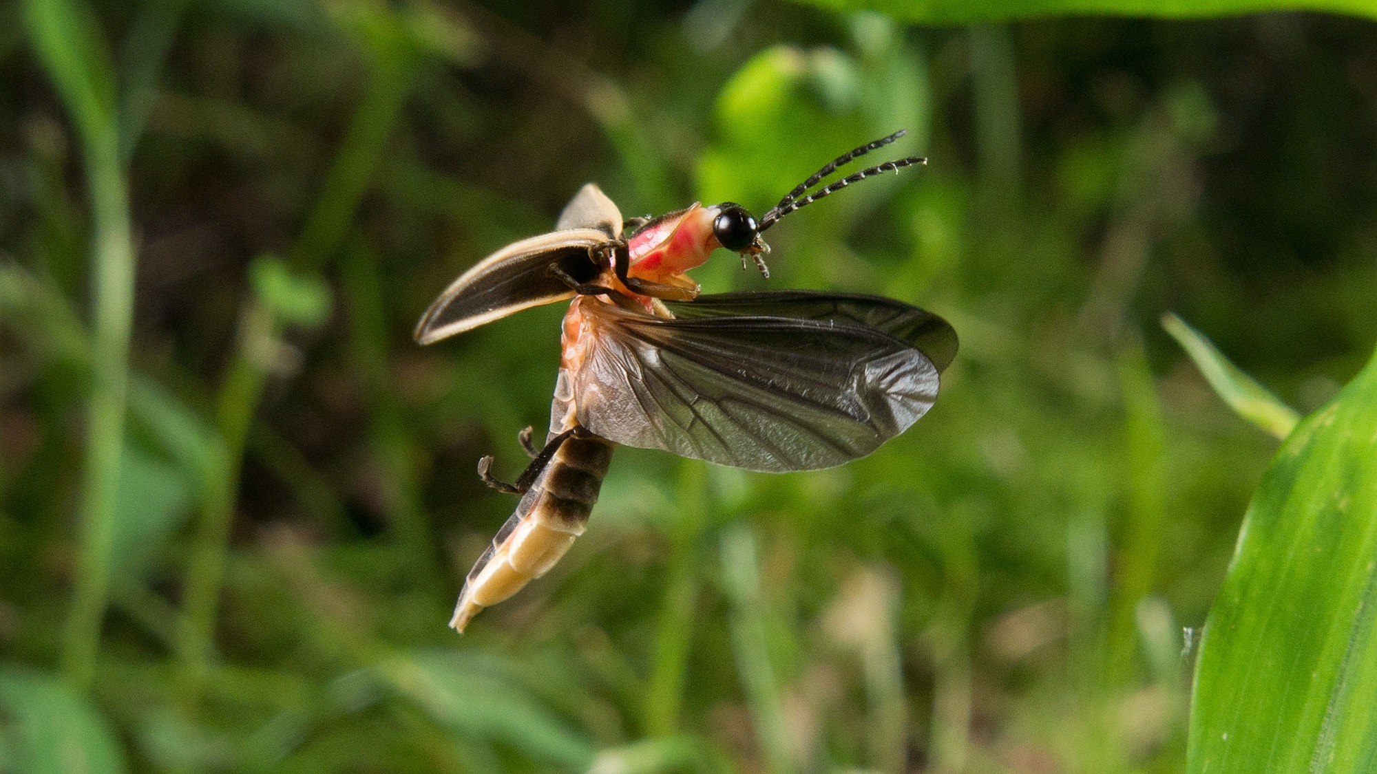 Firefly