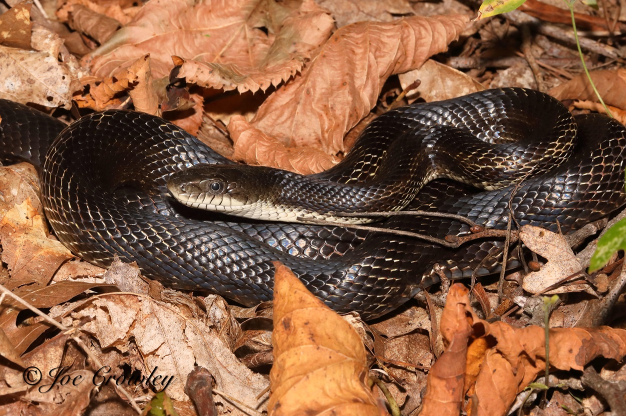 Dark snake on leaf litter.