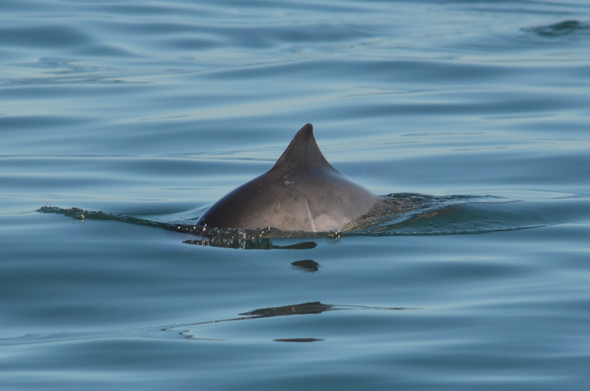 Harbour porpoise fin visible above water.