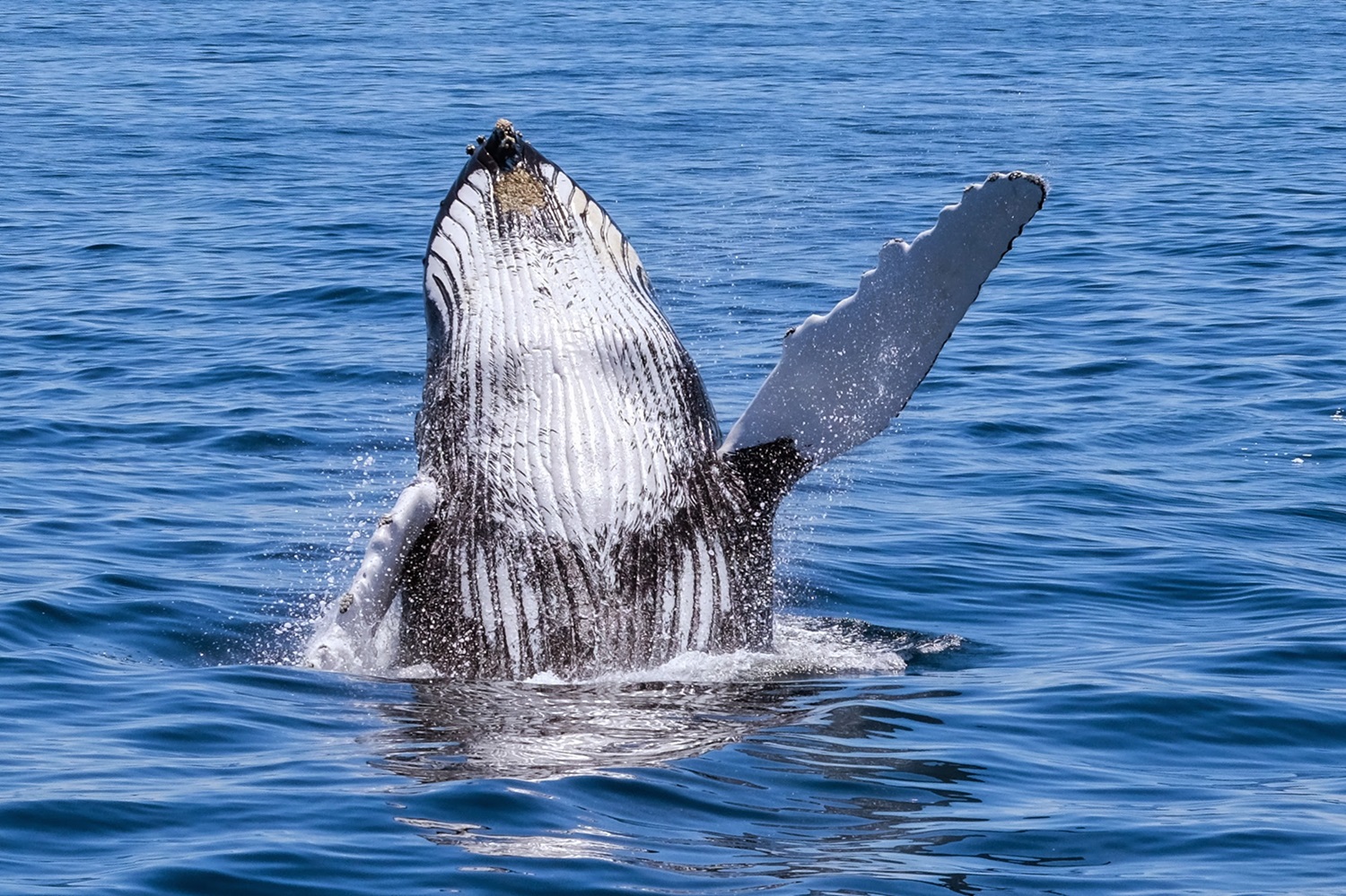 Whale jumping.