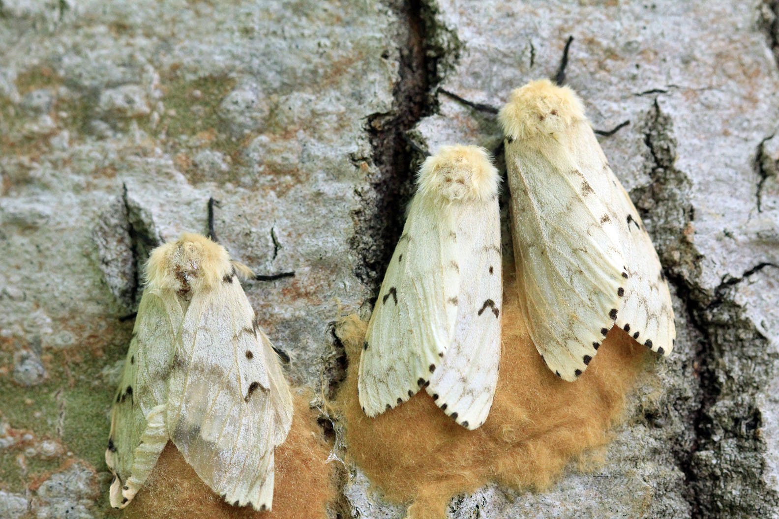 Four Major Insect Pests of Forests in Canada