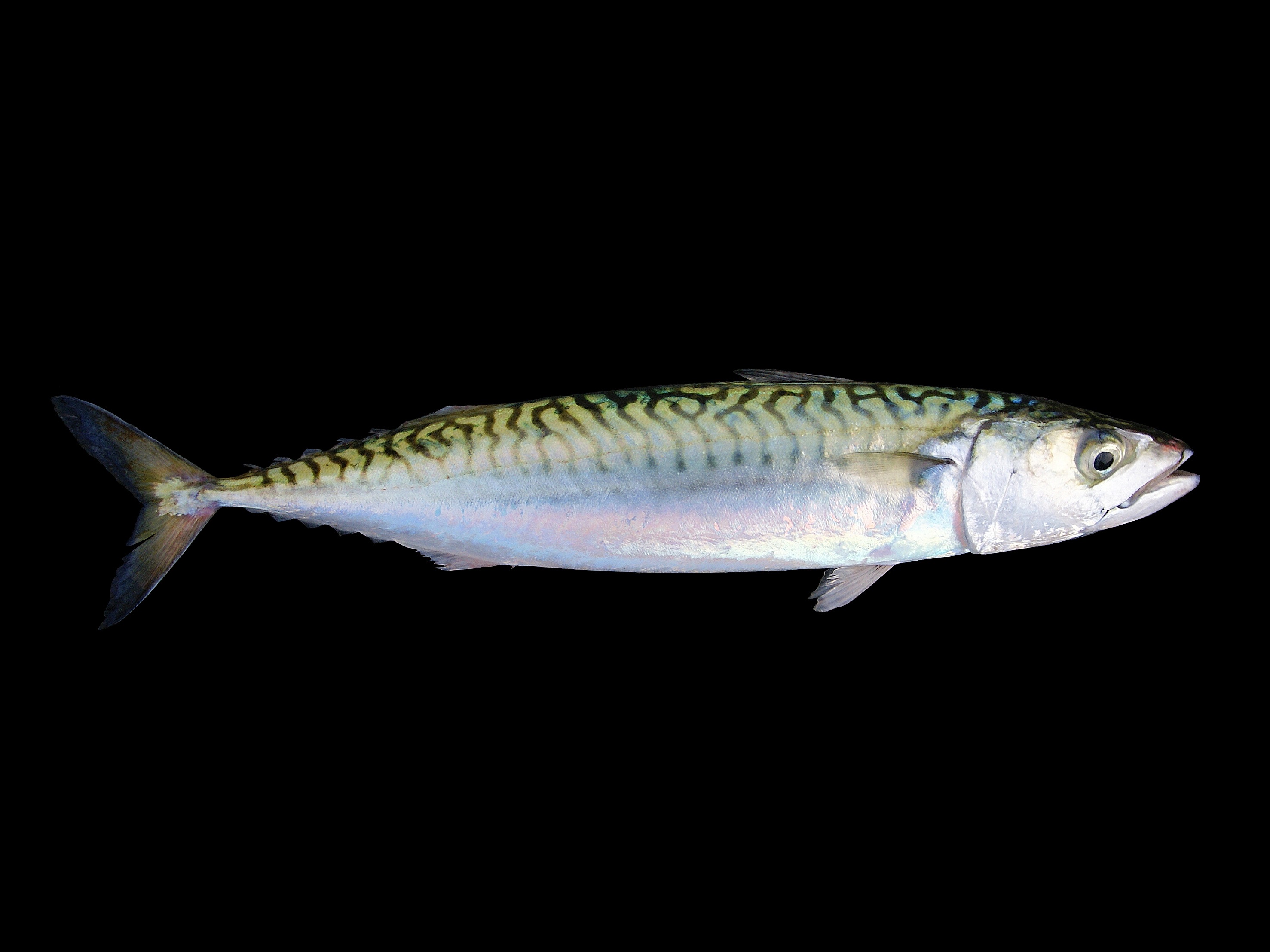Mackerel fish.
