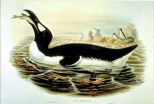 Great Auk