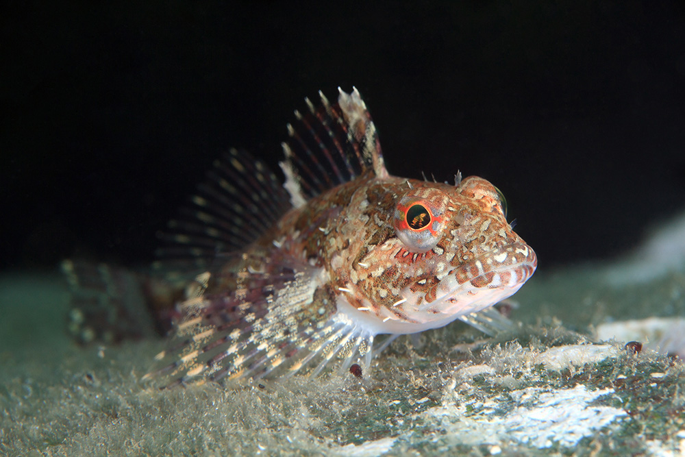 Sculpin