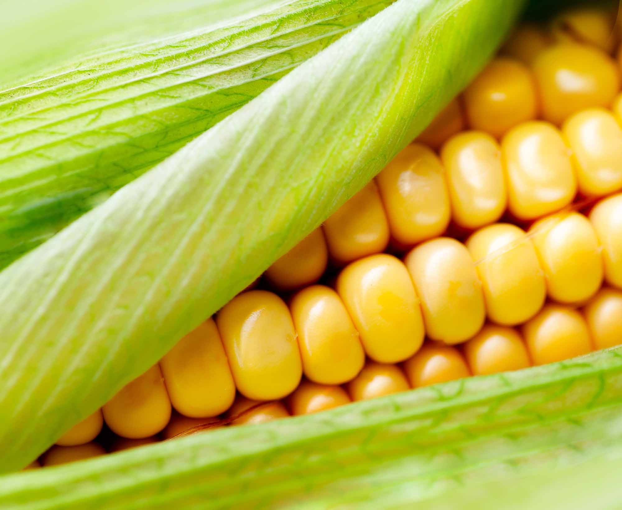 Sweet Corn