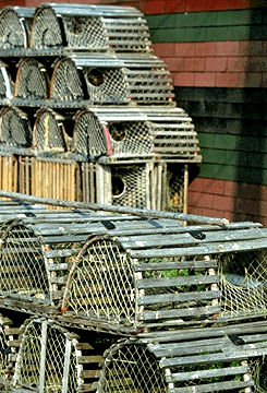 Lobster Traps