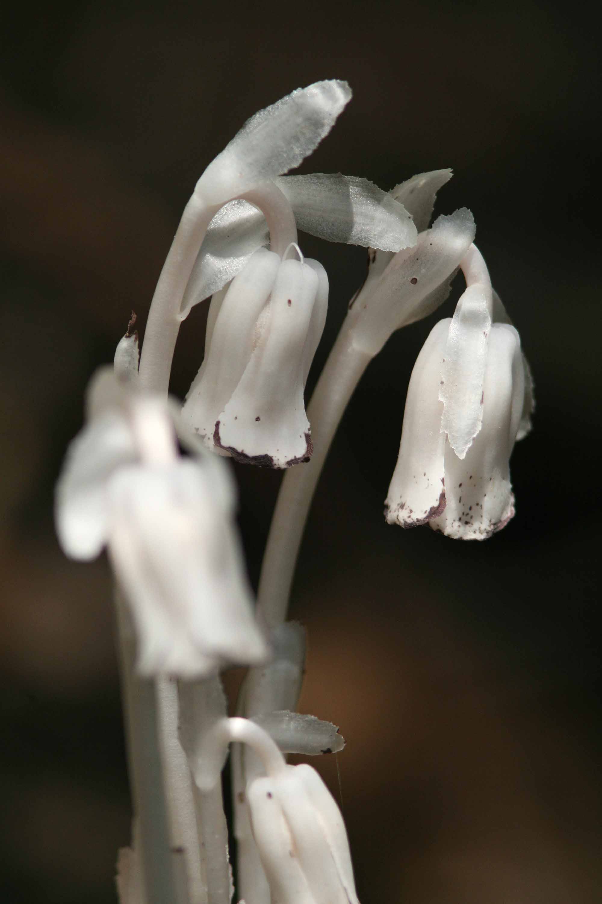 Ghost Pipe