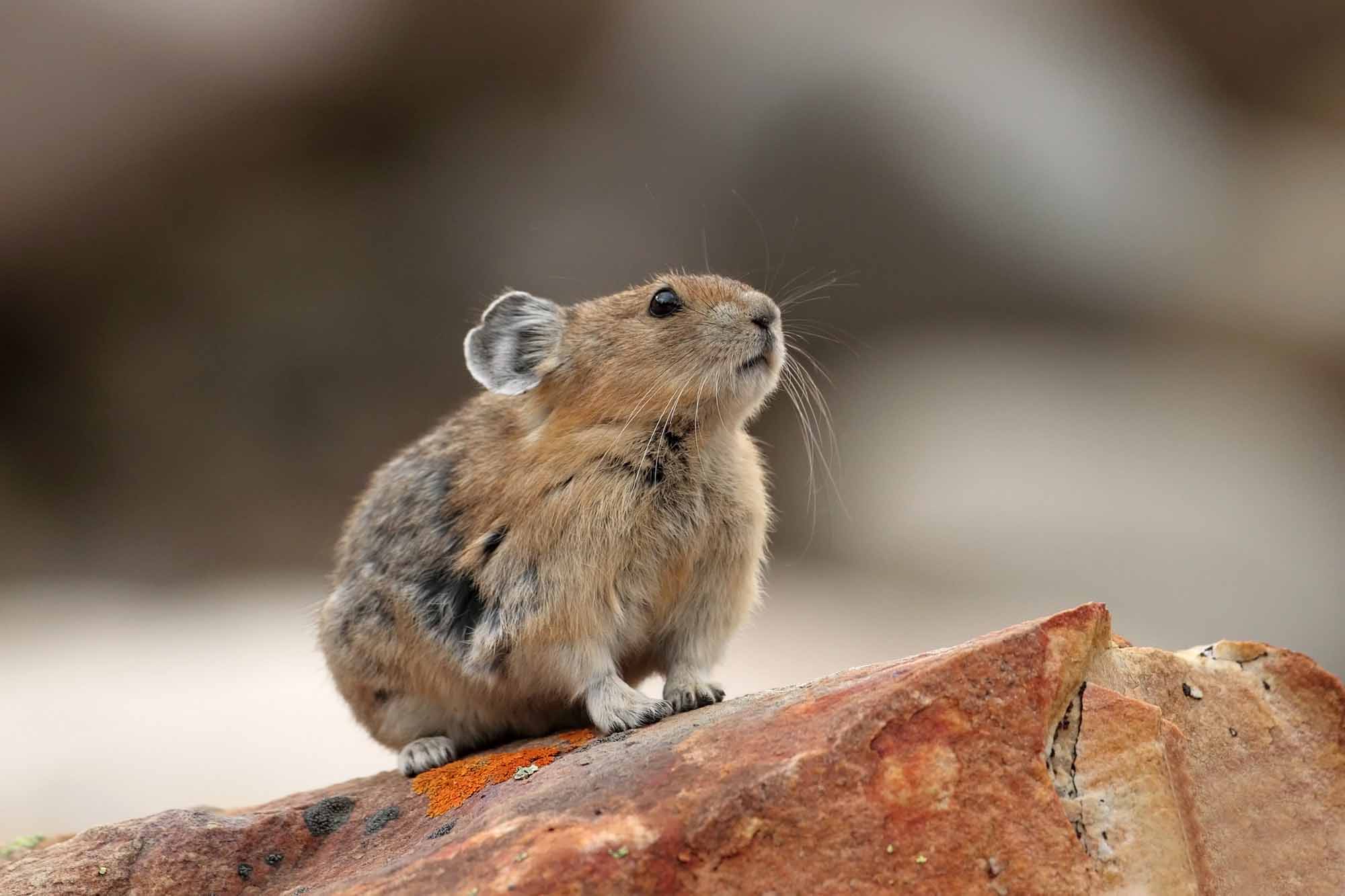 American Pika