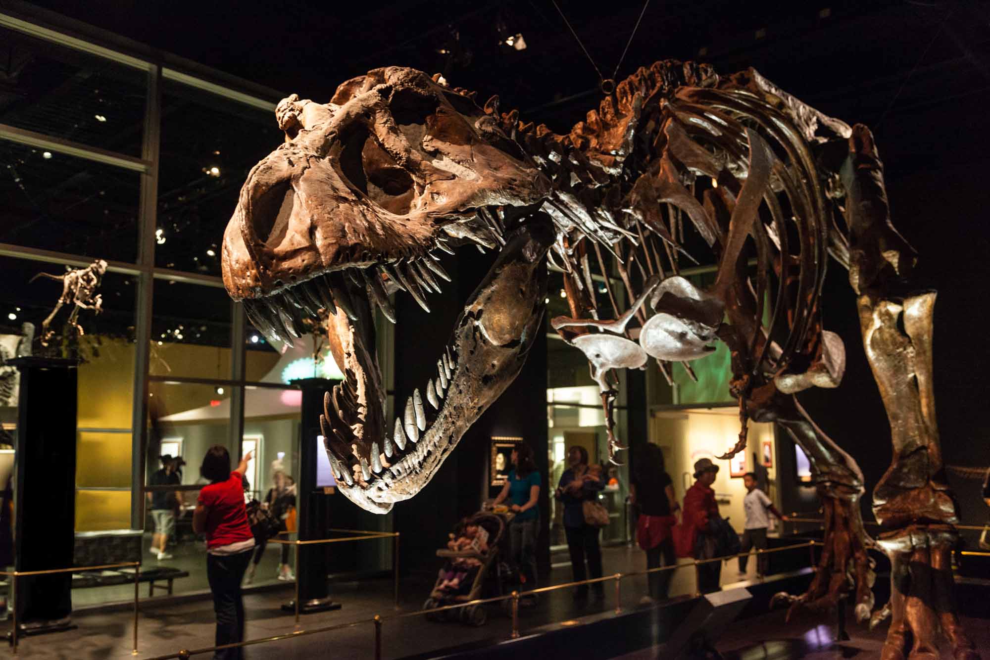 Royal Tyrrell Museum of Palaeontology