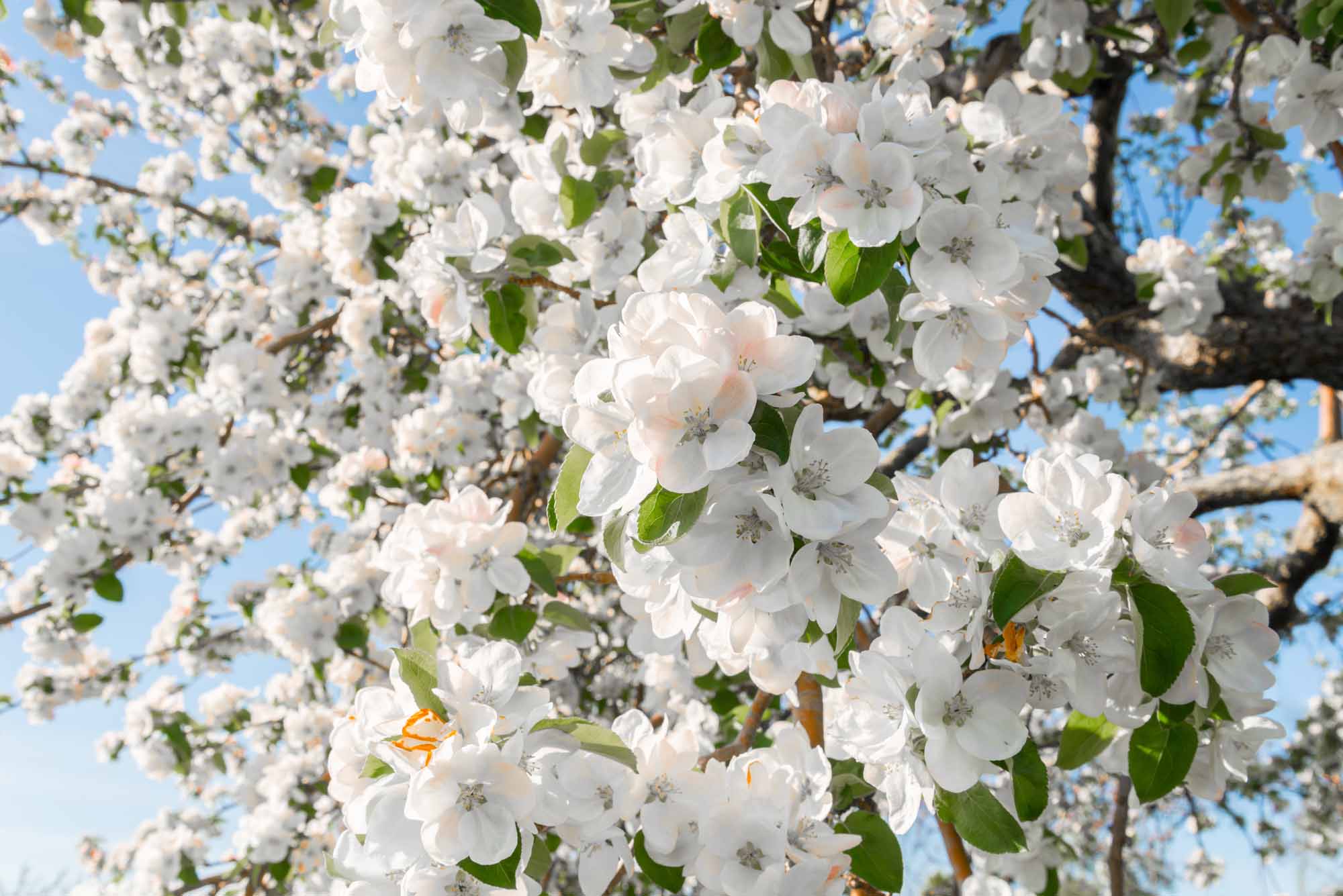 Pear Blossom