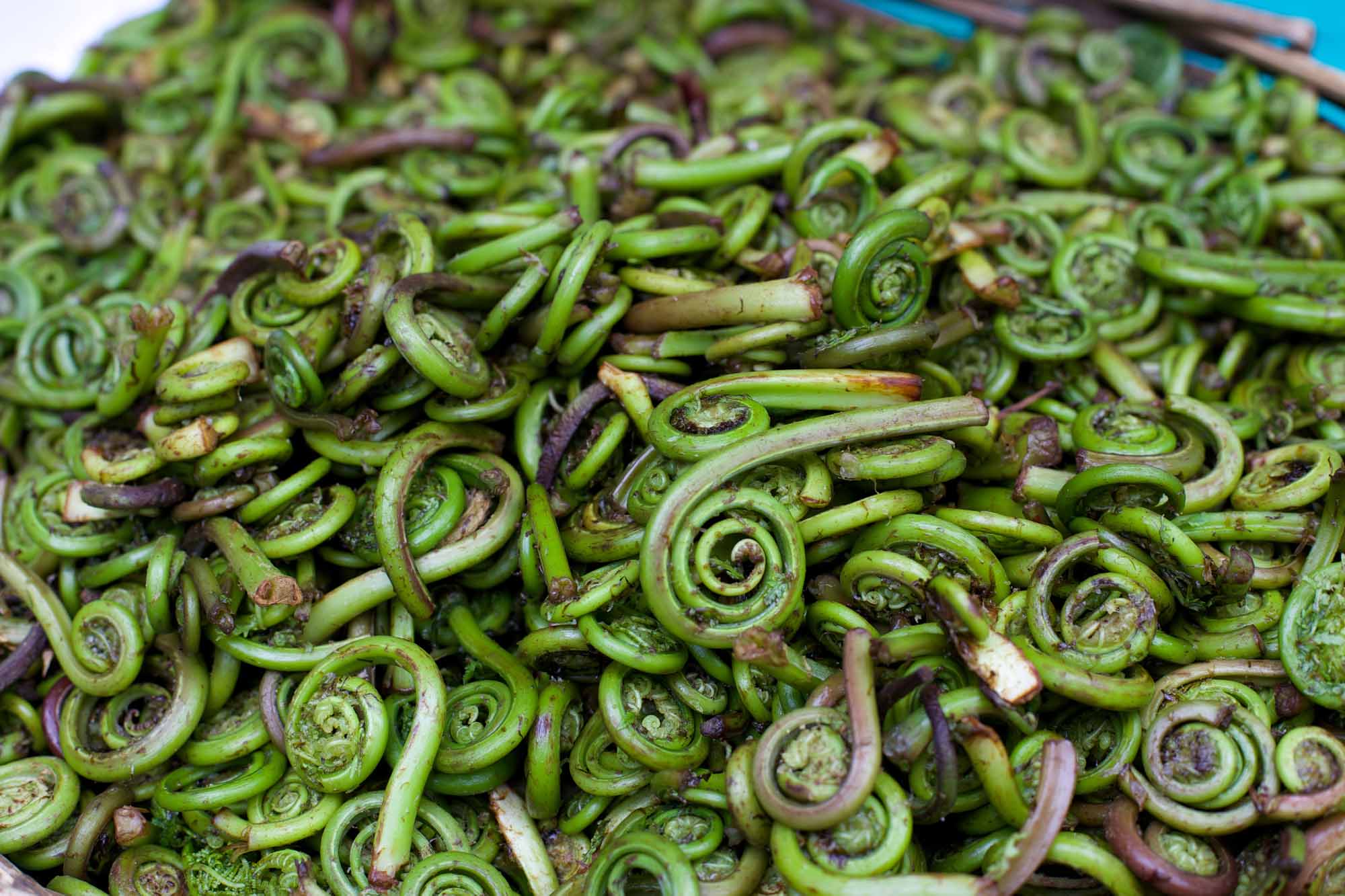 Fiddleheads