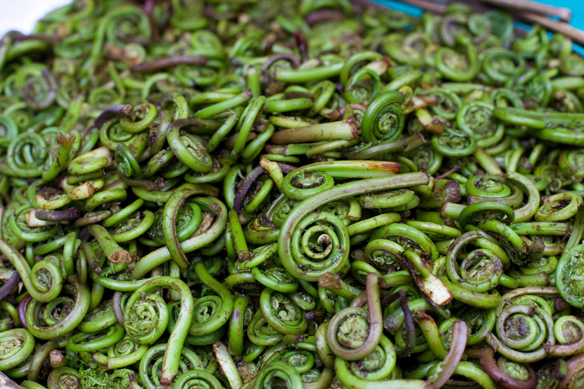 Fiddleheads