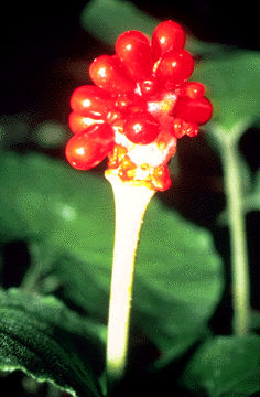 Plantes vénéneuses