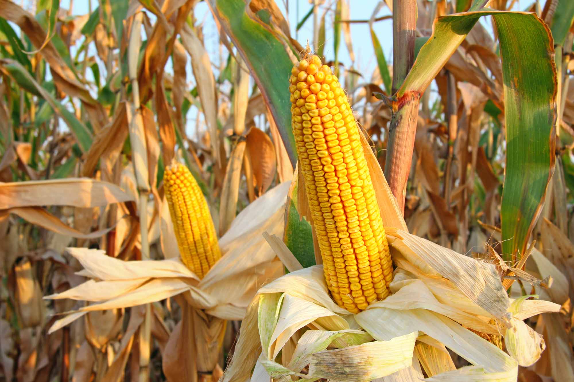 Field Corn