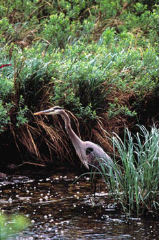 Heron Habitat