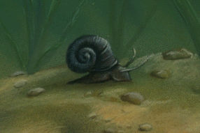 Snail