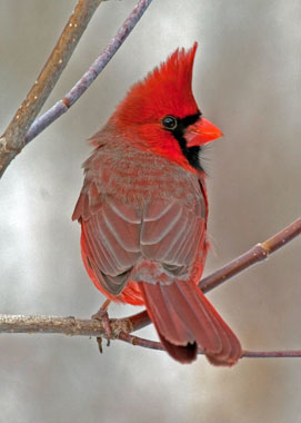 Male Northern Cardinal