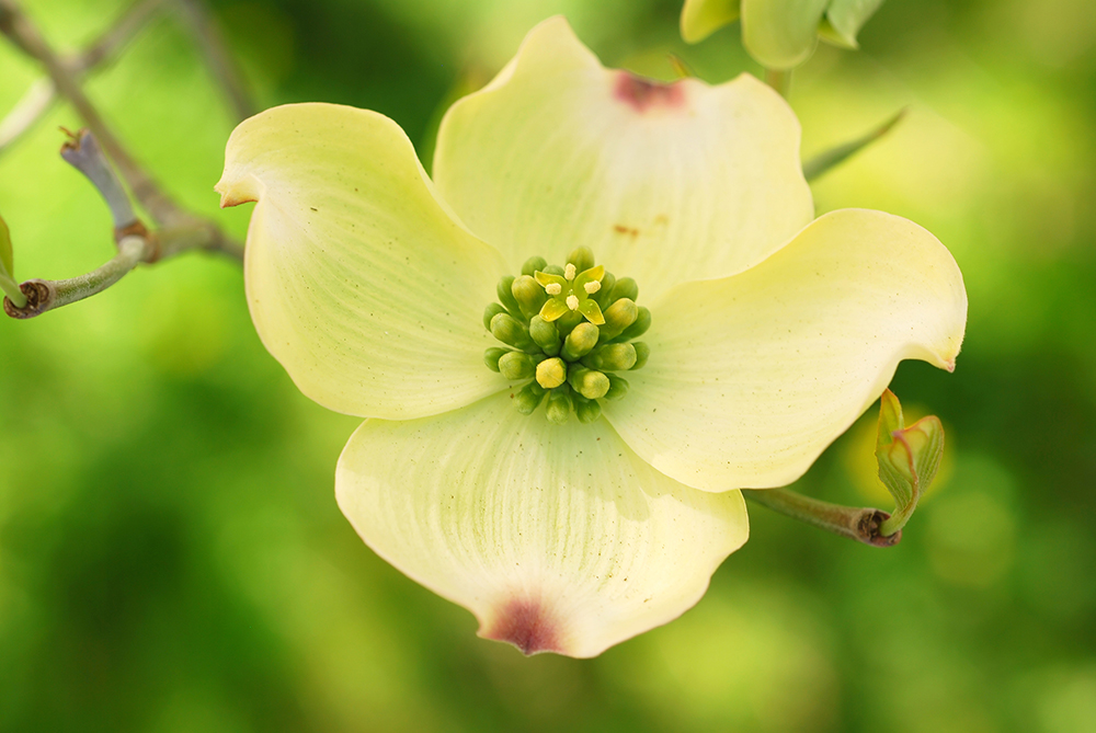 Endangered Plants in Canada