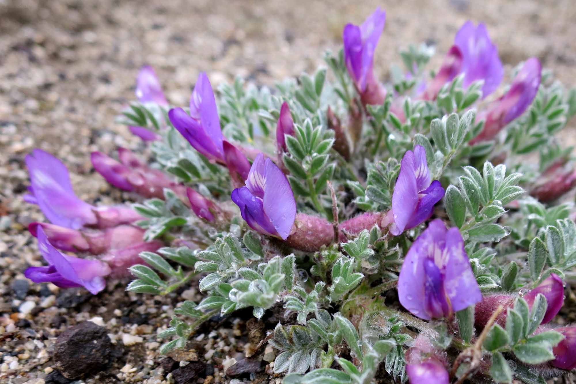 Oxytropis de Lambert