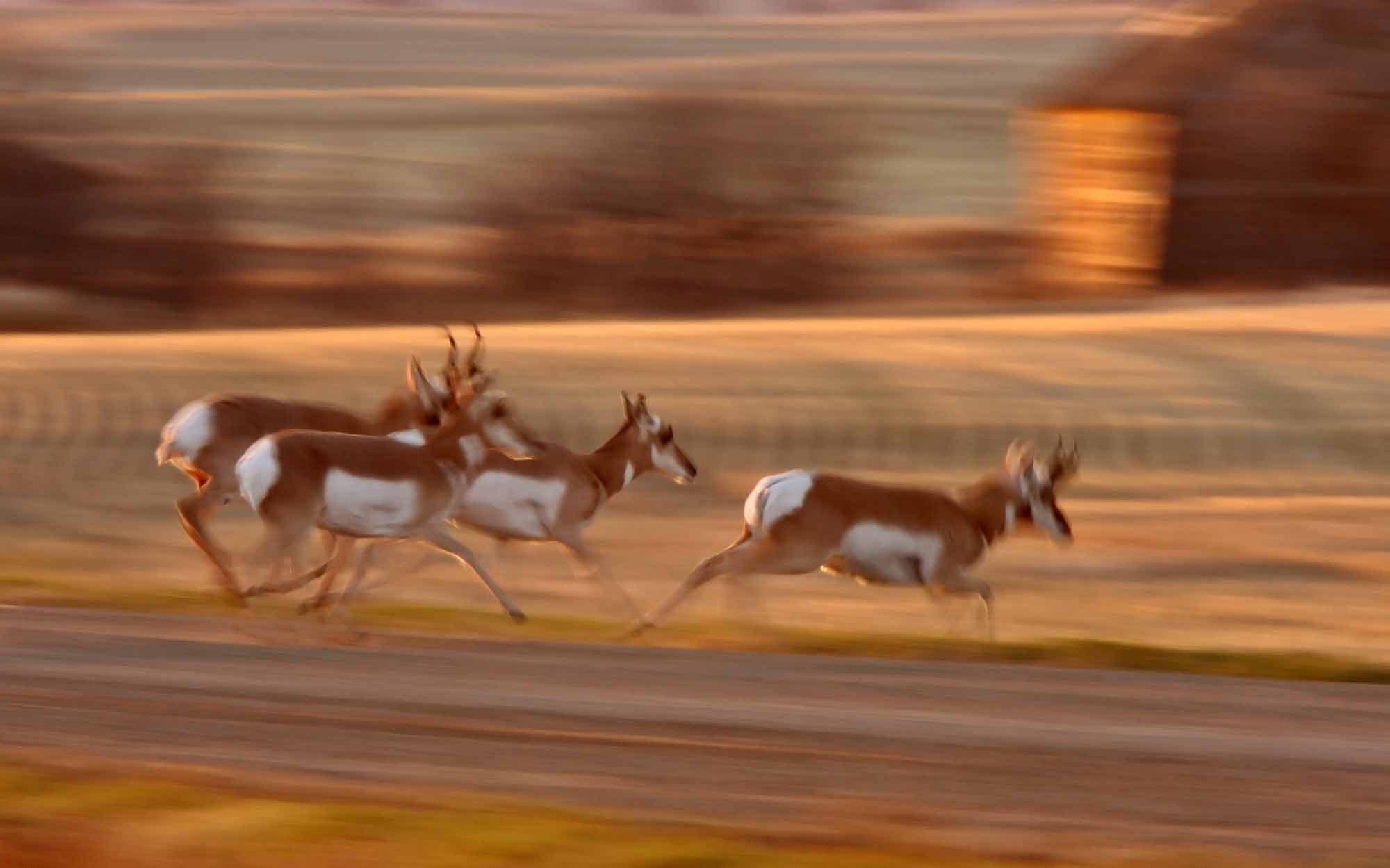 Antilope d'Amérique