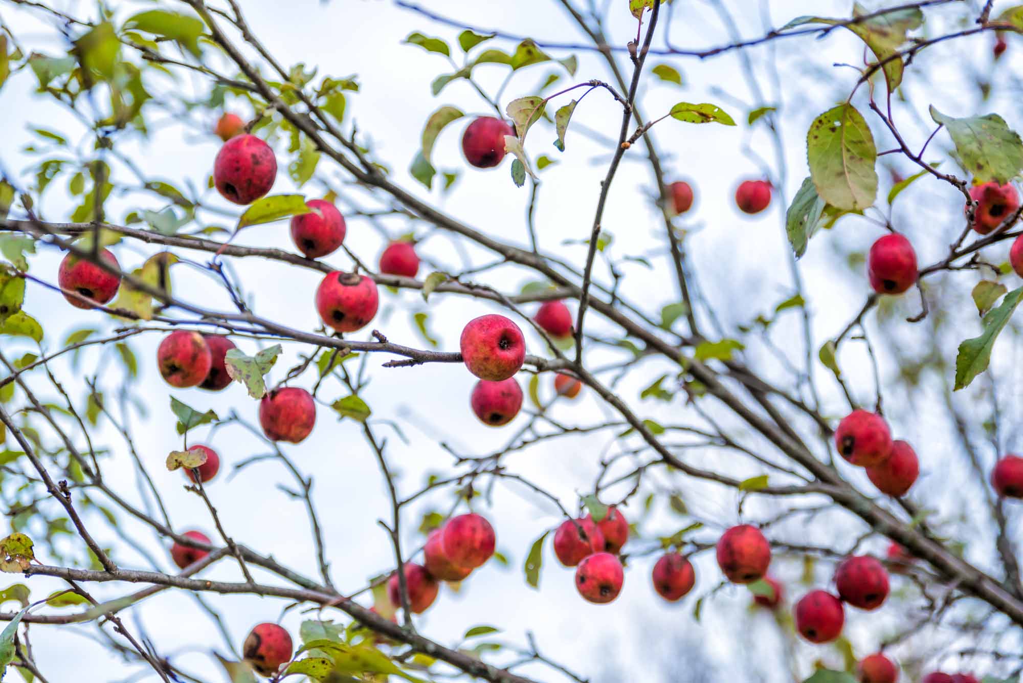 Crab Apples