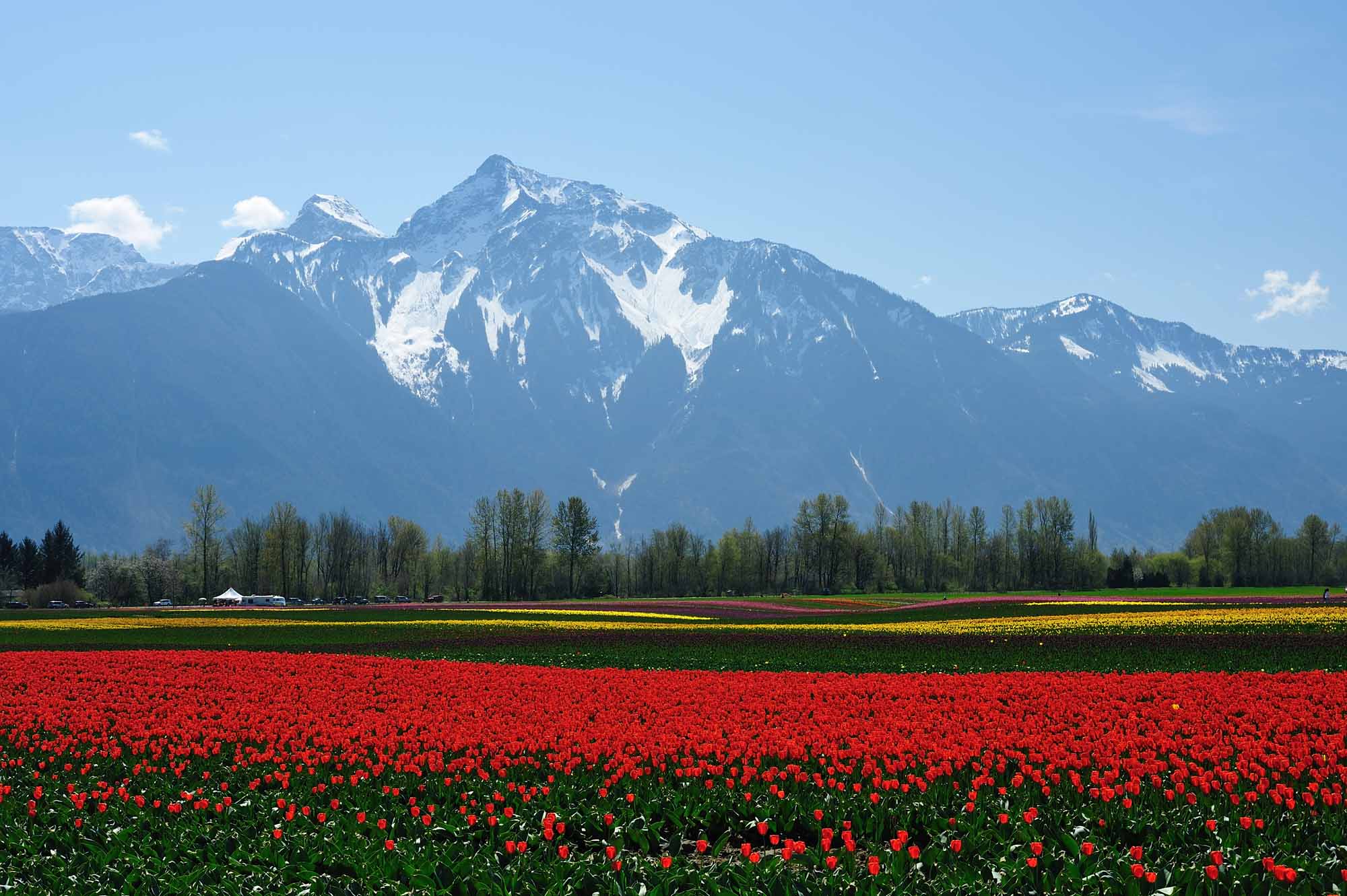 BC Tulip Field