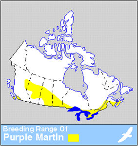 Purple Martin Distribution