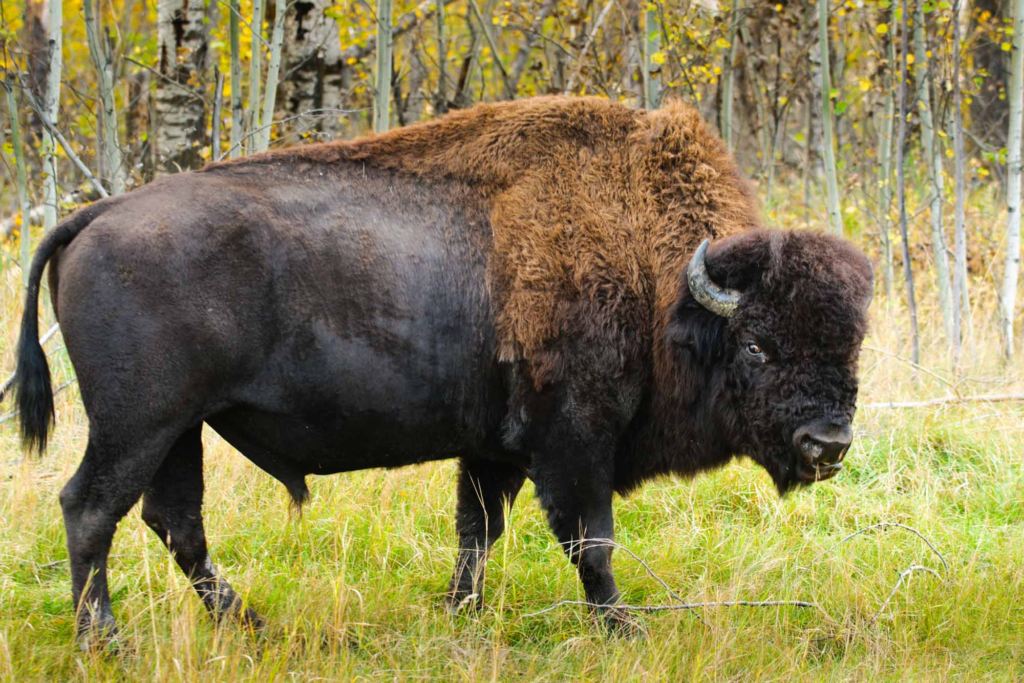 Wood Bison