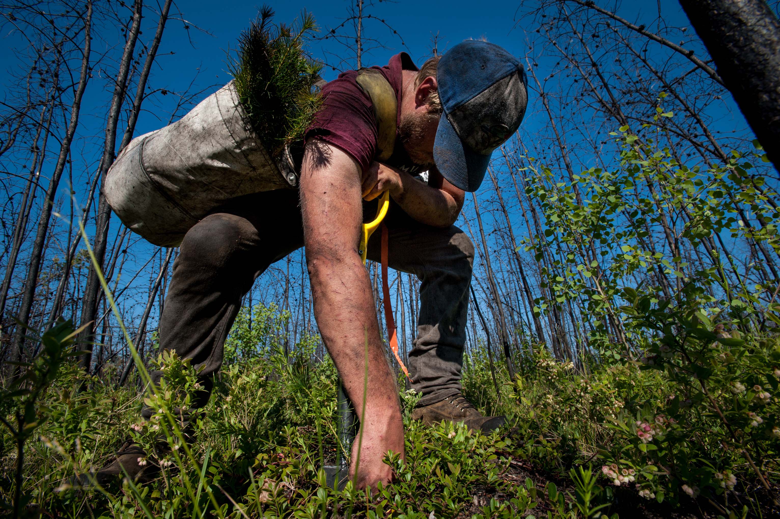 Not for Saps: Tree Planting in Alberta