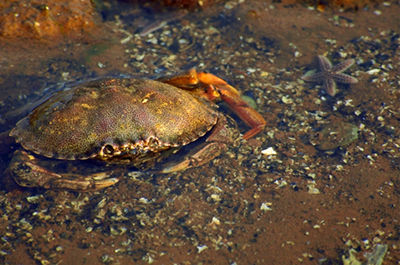 Crab