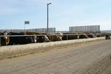 Feedlot Animals