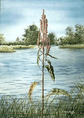 Rumex