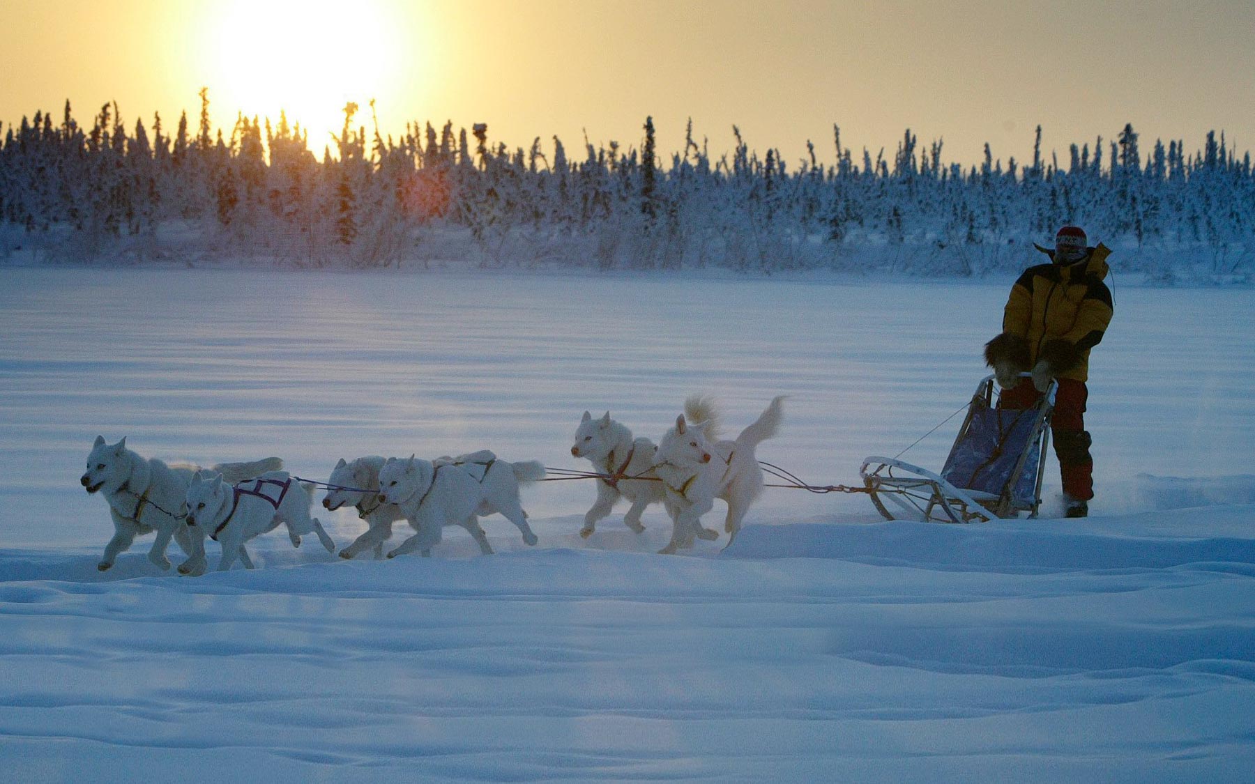 Judi Falsnes on a dogsled near Inuvik.  